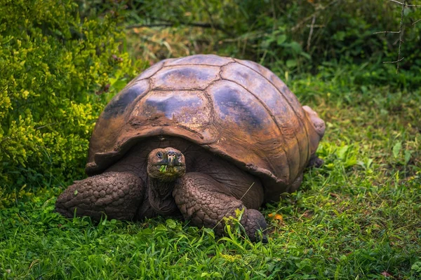 Galapagos Adaları - 22 Temmuz 2017: Santa Cruz Adası'nın El Chato yedekte dev kaplumbağa