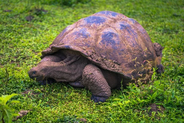 Galapagos Adaları - 22 Temmuz 2017: Santa Cruz Adası'nın El Chato yedekte dev kaplumbağa