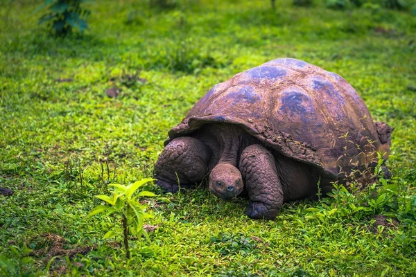 Galapagos Adaları - 22 Temmuz 2017: Santa Cruz Adası'nın El Chato yedekte dev kaplumbağa
