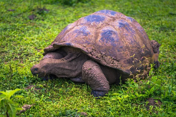 Galapagos Adaları - 22 Temmuz 2017: Santa Cruz Adası'nın El Chato yedekte dev kaplumbağa