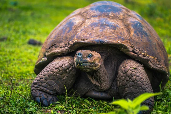 Galapagos Adaları - 22 Temmuz 2017: Santa Cruz Adası'nın El Chato yedekte dev kaplumbağa