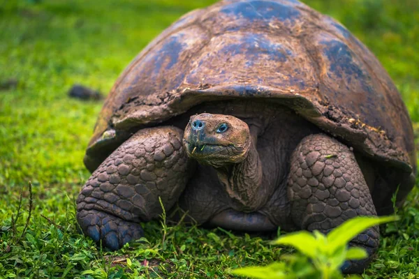 Galapagos Adaları - 22 Temmuz 2017: Santa Cruz Adası'nın El Chato yedekte dev kaplumbağa
