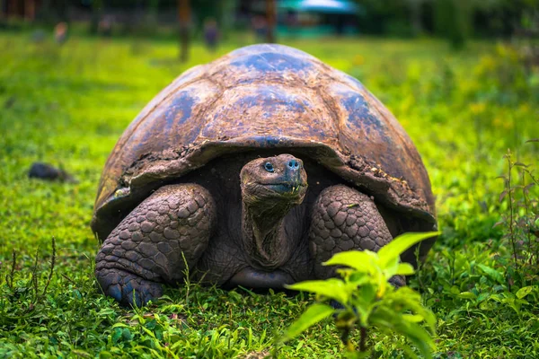 Galapagos Adaları - 22 Temmuz 2017: Santa Cruz Adası'nın El Chato yedekte dev kaplumbağa