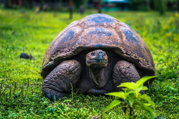 Galapagos Adaları - 22 Temmuz 2017: Dev kaplumbağa Santa Cruz