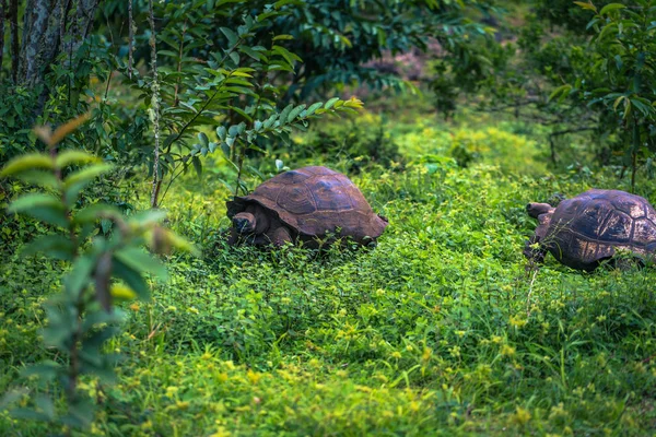 Galapagos Adaları - 22 Temmuz 2017: Santa Cruz Adası'nın El Chato yedekte dev kaplumbağa