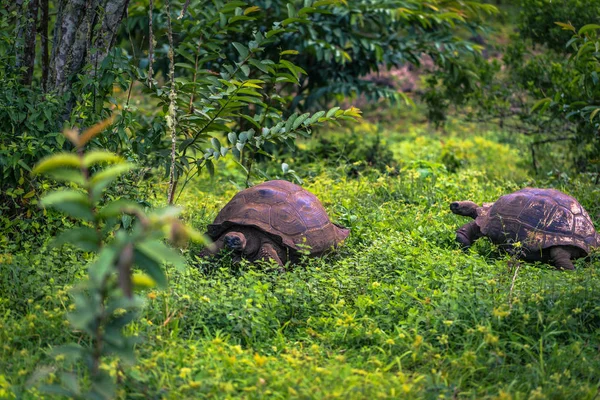 Galapagos Islands Juli 2017 Jättesköldpaddor Naturreservatet Chato Santa Cruz — Stockfoto
