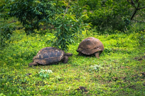 Galapagos Adaları - 22 Temmuz 2017: Santa Cruz Adası'nın El Chato yedekte dev kaplumbağa