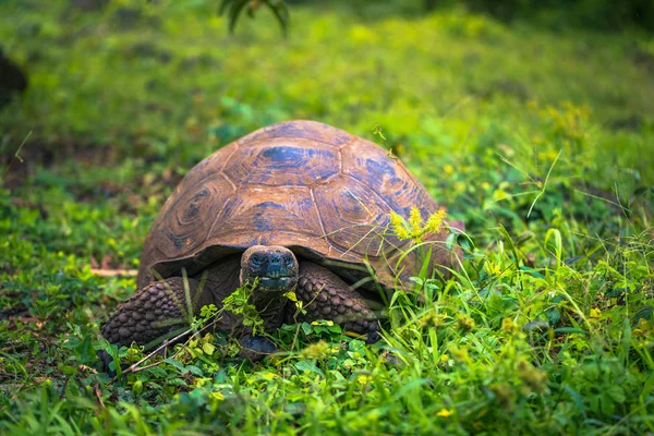 Ilhas Galápagos Julho 2017 Tartaruga Gigante Reserva Chato Ilha Santa — Fotografia de Stock