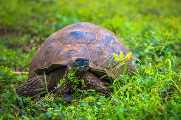 Galapagos Inseln Juli 2017 Riesenschildkröte Chato Reservat Der Insel Santa — Stockfoto