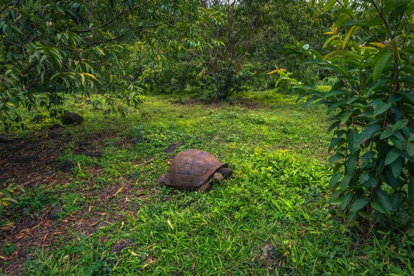 Galapagos Adaları - 22 Temmuz 2017: Santa Cruz Adası'nın El Chato yedekte dev kaplumbağa