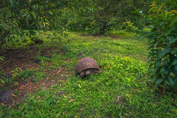 Galapagos Adaları - 22 Temmuz 2017: Santa Cruz Adası'nın El Chato yedekte dev kaplumbağa