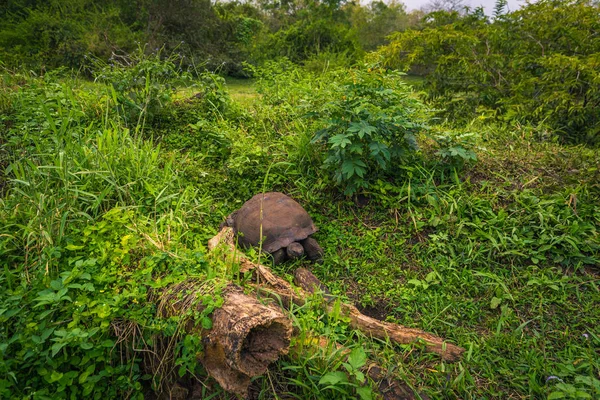 Galapagos Adaları - 22 Temmuz 2017: Santa Cruz Adası'nın El Chato yedekte dev kaplumbağa
