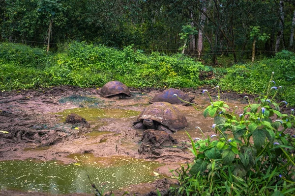 Galapagos Adaları - 22 Temmuz 2017: Santa Cruz Adası'nın El Chato yedekte dev kaplumbağa