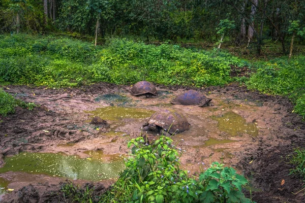 Galapagos Adaları - 22 Temmuz 2017: Santa Cruz Adası'nın El Chato yedekte dev kaplumbağa