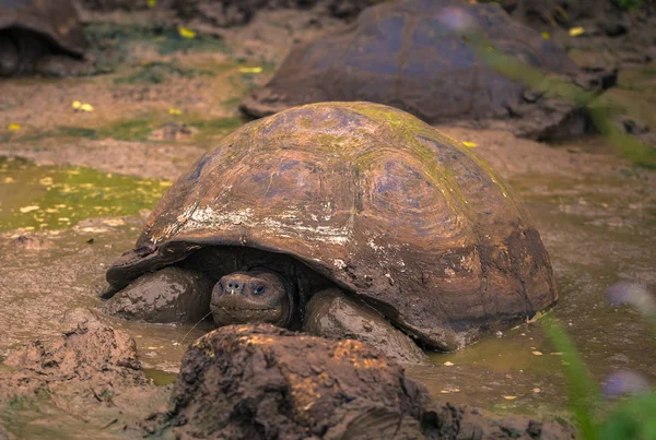 Galapagos Islands - 22 juli 2017: Jättesköldpaddor i Santa Cruz — Stockfoto