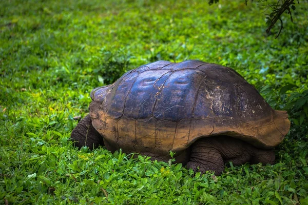 Galapagos Adaları - 22 Temmuz 2017: Santa Cruz Adası'nın El Chato yedekte dev kaplumbağa