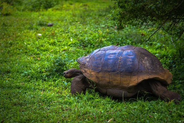 Галапагосские Острова Июля 2017 Года Гигантская Черепаха Заповеднике Эль Чато — стоковое фото