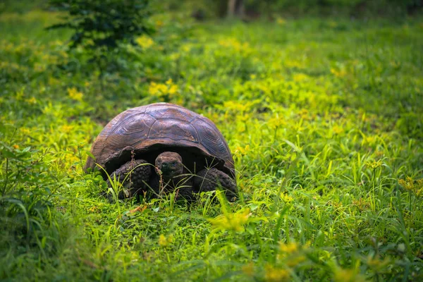 Galapágy Července 2017 Obří Želva Rezervaci Chato Santa Cruz Island — Stock fotografie