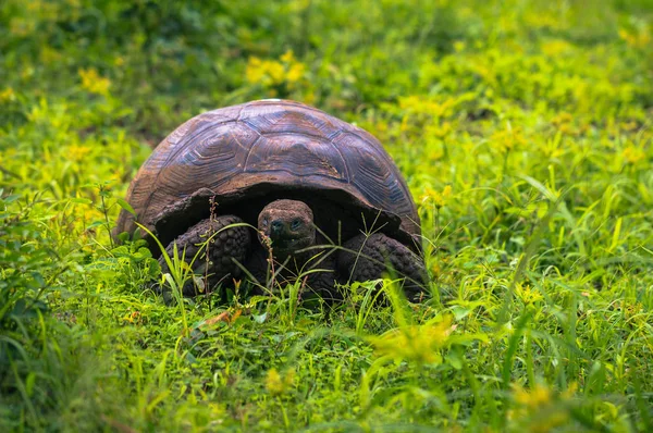 Galapagos Adaları - 22 Temmuz 2017: Santa Cruz Adası'nın El Chato yedekte dev kaplumbağa