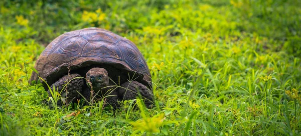 Galapagos Adaları - 22 Temmuz 2017: Santa Cruz Adası'nın El Chato yedekte dev kaplumbağa