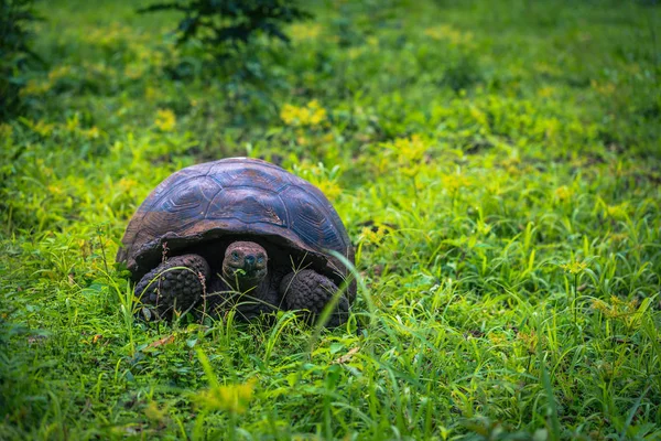 Galapágy Července 2017 Obří Želva Rezervaci Chato Santa Cruz Island — Stock fotografie