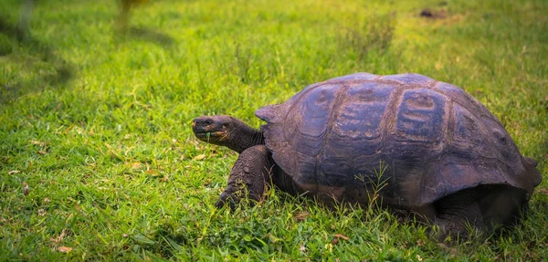 Wyspy Galapagos Lipca 2017 Żółw Olbrzymi Chato Rezerwatu Santa Cruz — Zdjęcie stockowe