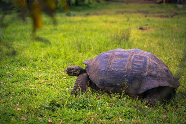 Galapagos Adaları - 22 Temmuz 2017: Santa Cruz Adası'nın El Chato yedekte dev kaplumbağa