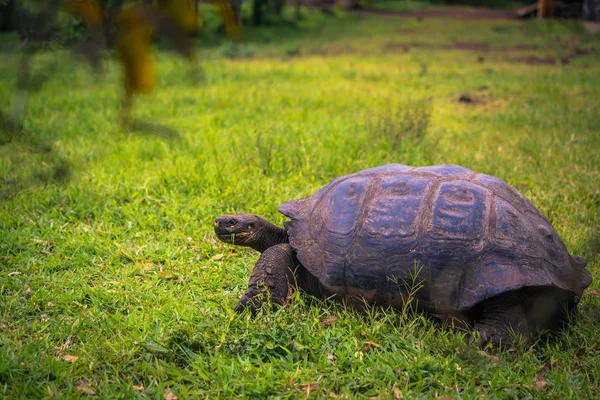 Galapagos Adaları - 22 Temmuz 2017: Santa Cruz Adası'nın El Chato yedekte dev kaplumbağa