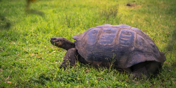 Galapagos Adaları - 22 Temmuz 2017: Santa Cruz Adası'nın El Chato yedekte dev kaplumbağa
