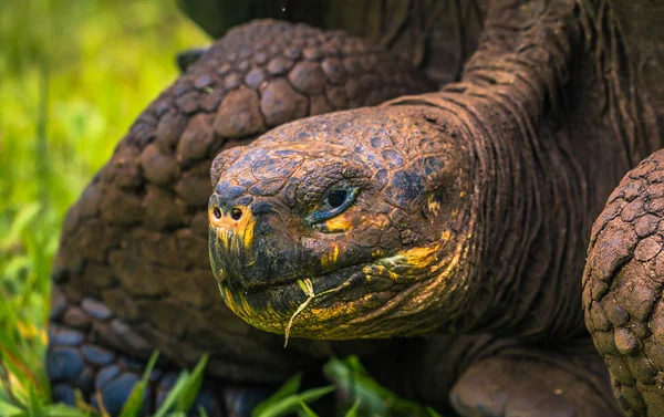 Galapagos Adaları - 22 Temmuz 2017: Dev kaplumbağa Santa Cruz