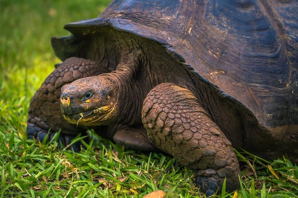 Galapagos Adaları - 22 Temmuz 2017: Santa Cruz Adası'nın El Chato yedekte dev kaplumbağa