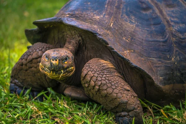 Galapagos Adaları - 22 Temmuz 2017: Santa Cruz Adası'nın El Chato yedekte dev kaplumbağa