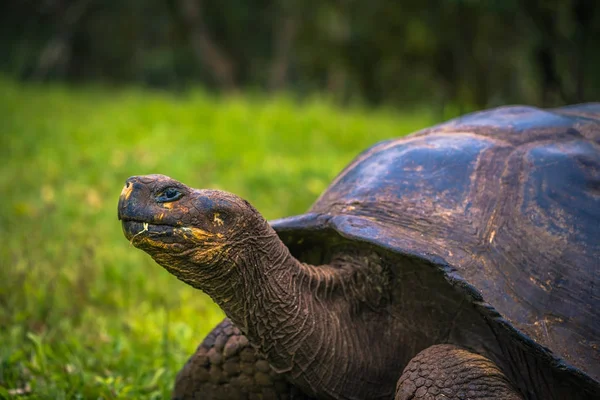Galapagos Adaları - 22 Temmuz 2017: Santa Cruz Adası'nın El Chato yedekte dev kaplumbağa