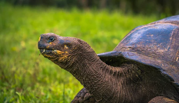 Galapagos Adaları - 22 Temmuz 2017: Dev kaplumbağa Santa Cruz