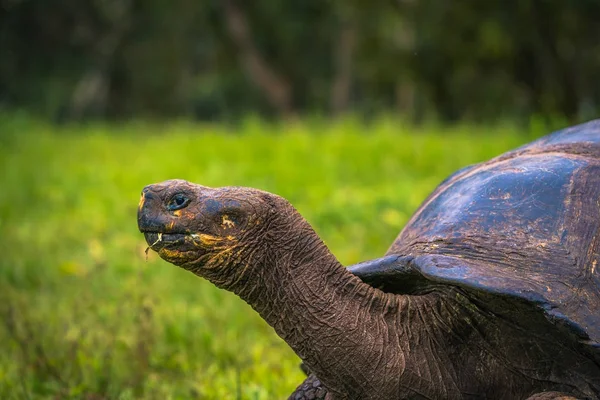 Galapagos Adaları - 22 Temmuz 2017: Santa Cruz Adası'nın El Chato yedekte dev kaplumbağa