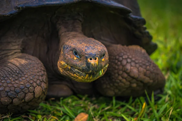 Galapagos Adaları - 22 Temmuz 2017: Santa Cruz Adası'nın El Chato yedekte dev kaplumbağa