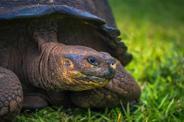 Galapagos Adaları - 22 Temmuz 2017: Dev kaplumbağa Santa Cruz