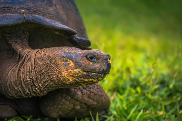 Galapagos Adaları - 22 Temmuz 2017: Santa Cruz Adası'nın El Chato yedekte dev kaplumbağa