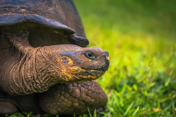 Galapagos Adaları - 22 Temmuz 2017: Santa Cruz Adası'nın El Chato yedekte dev kaplumbağa