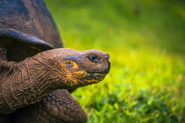 Galapagos Islands July 2017 Giant Tortoise Chato Reserve Santa Cruz — Stock Photo, Image