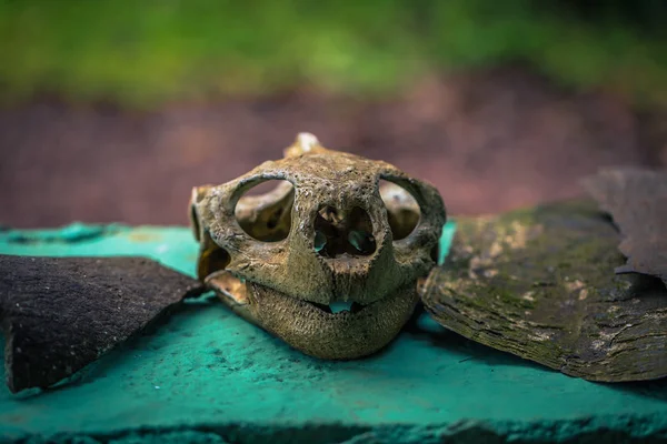 Galapagos Islands - July 22, 2017: Skulls of Giant Tortoise in t