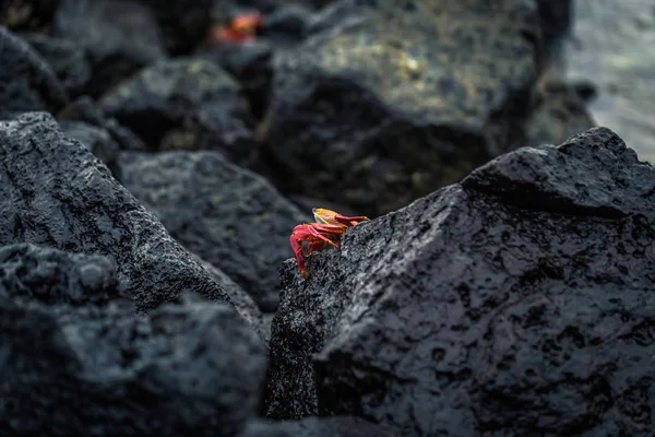 Galapagos Adaları - 23 Ağustos 2017: Kırmızı yengeç coast of Santa Cruz Island, Galapagos Adaları, Ekvador