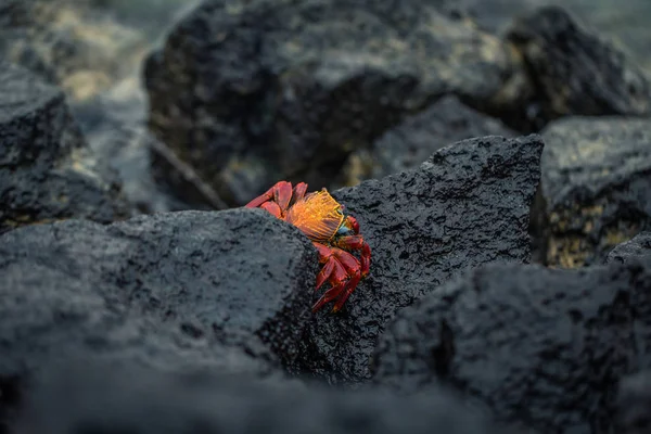 Galapagos Adaları - 23 Ağustos 2017: Kırmızı yengeç coast of Santa Cruz Island, Galapagos Adaları, Ekvador