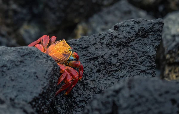 Галапагоські Острови Серпня 2017 Червоний Краб Еквадорі Узбережжя Острові Санта — стокове фото