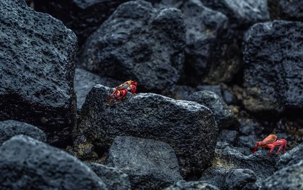 Galapagos Inseln August 2017 Rote Krabbe Der Küste Der Insel — Stockfoto