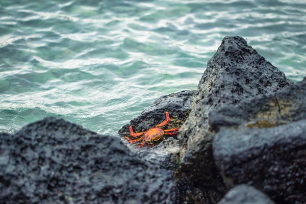 Galapagos Islands - 23 augusti 2017: Röd krabba i kusten av Sa — Stockfoto