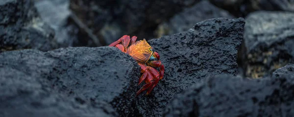 Galápagos-szigetek - 2017. augusztus 23.: Vörös rák a part SA — Stock Fotó