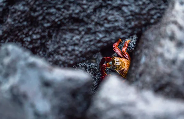 Galapagos Adaları - 23 Ağustos 2017: Kırmızı yengeç coast of Santa Cruz Island, Galapagos Adaları, Ekvador