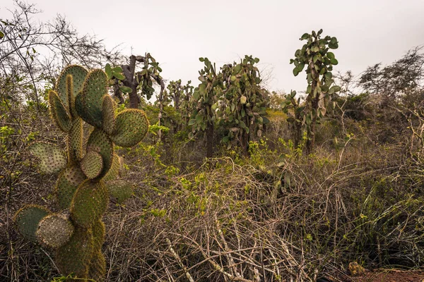 Galapagos Adaları - 23 Ağustos 2017: Kaktüsler Darwin Araştırma Merkezi Santa Cruz Island, Galapagos Adaları, Ekvador