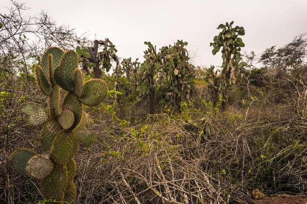 Galapagos Islands August 2017 Cactuses Darwin Research Center Santa Cruz — Stock Photo, Image